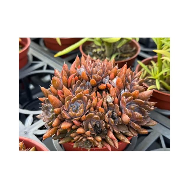 三寸盆 黑瓦松 多肉植物 現貨