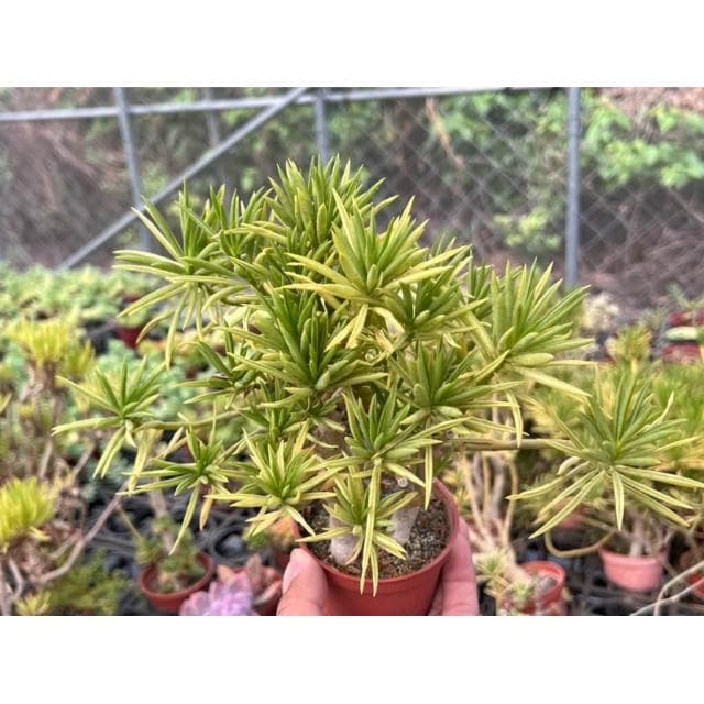 三寸盆 細葉椒草 多肉植物 現貨