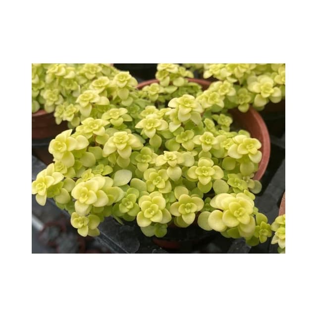 三寸盆 圓葉黃金景天 多肉植物 現貨