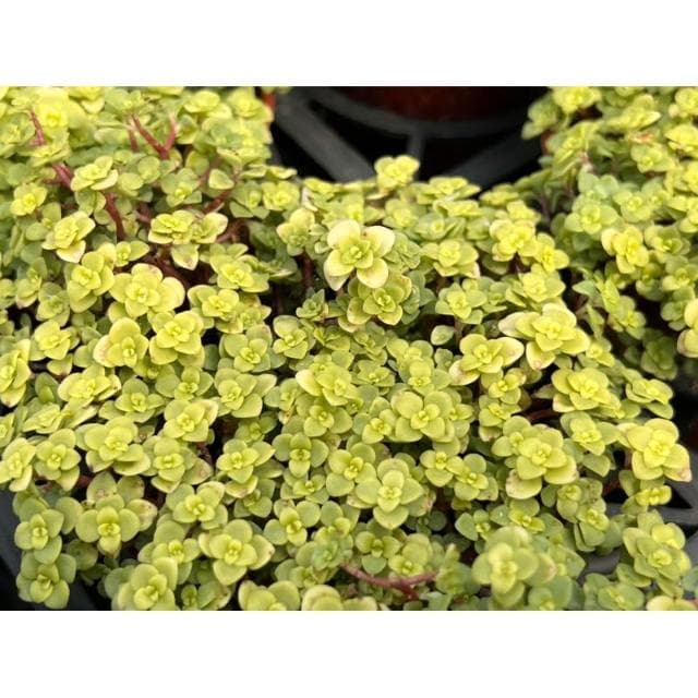 三寸盆 圓葉黃金景天 多肉植物 現貨