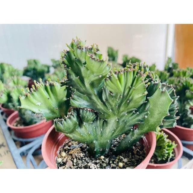 三吋盆 春峰 仙人掌植物 現貨