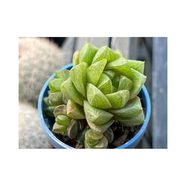 一吋盆 水晶玉露 多肉植物 現貨