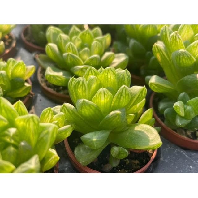 一吋盆 水晶玉露 多肉植物 現貨