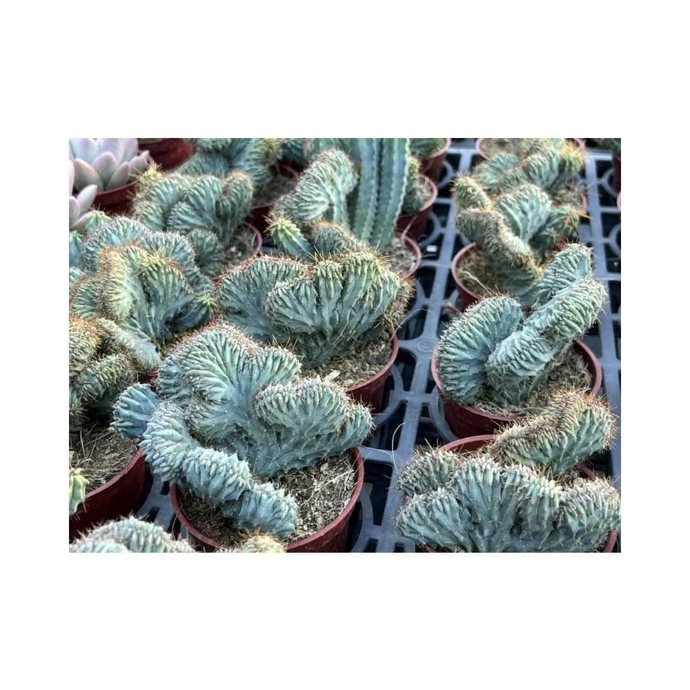 三寸盆 神龍木綴化 多肉植物 現貨