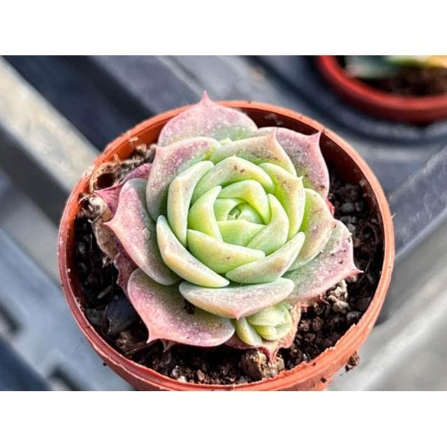 一寸盆 硬玉 多肉植物 現貨
