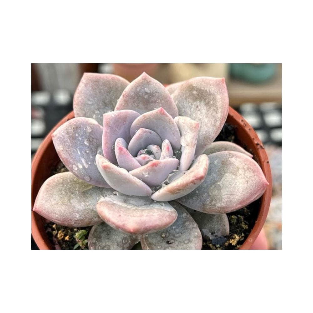 三寸盆 華雪🌟新品 多肉植物 現貨