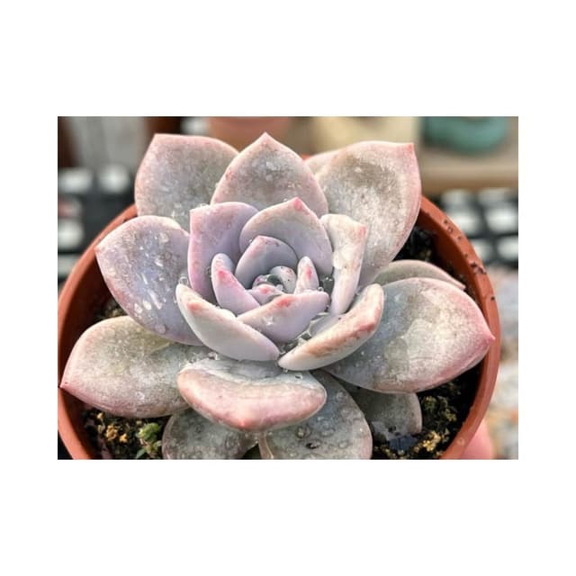 三寸盆 華雪🌟新品 多肉植物 現貨