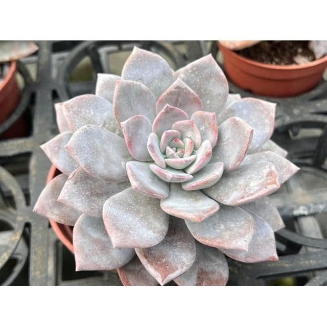 三寸盆 華雪🌟新品 多肉植物 現貨
