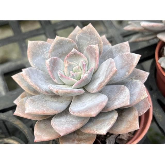 三寸盆 華雪🌟新品 多肉植物 現貨