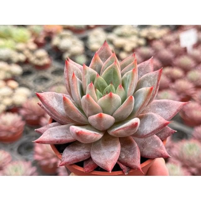 三吋盆 蜜桃 多肉植物 現貨