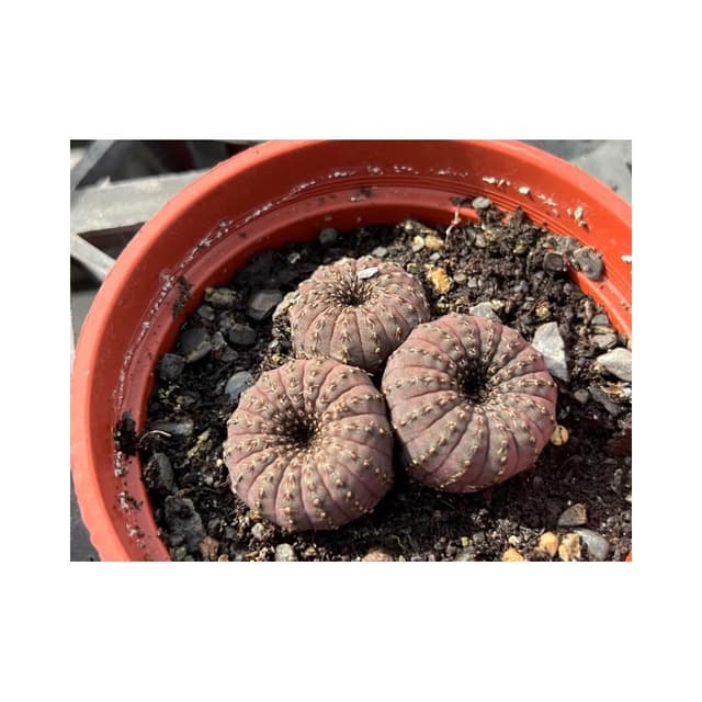 三寸盆 士童（三頭) 多肉植物 現貨