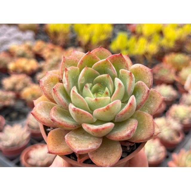 三吋盆 蘋果美人 多肉植物 現貨