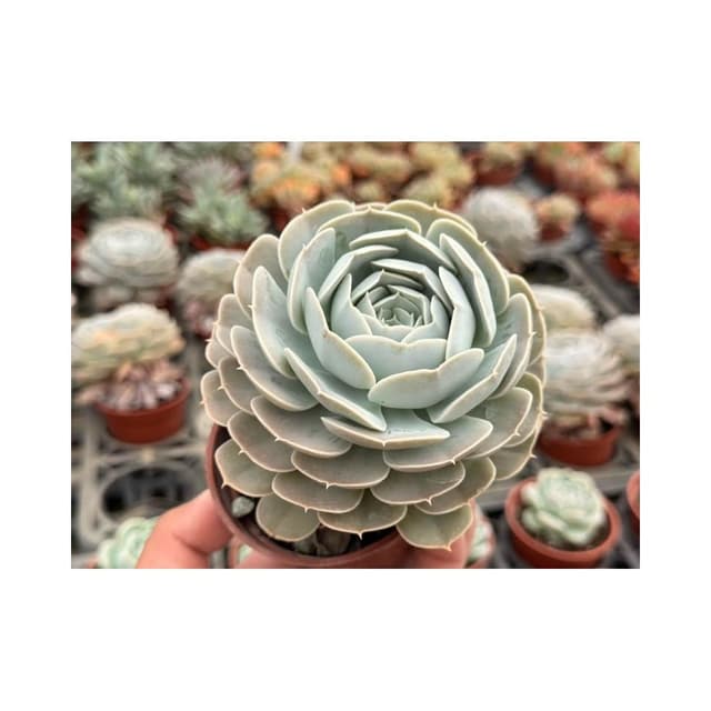 三寸盆 白玫瑰老欉 多肉植物 現貨