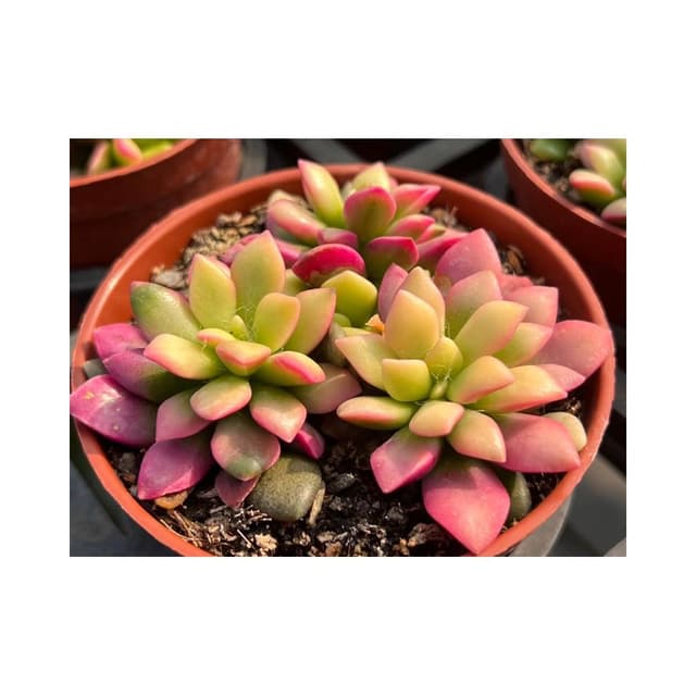 三吋盆 櫻吹雪 多肉植物 現貨