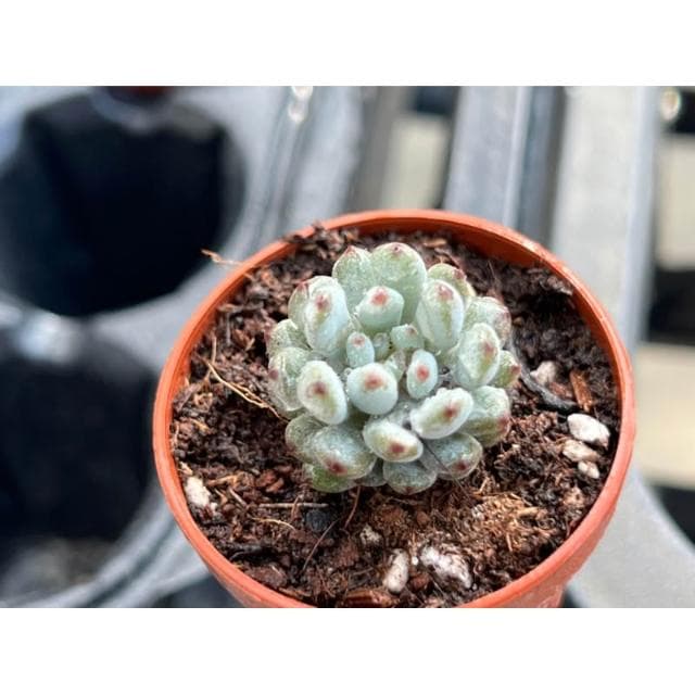 一寸盆 藍豆/綠豆 多肉植物 香味多肉 現貨