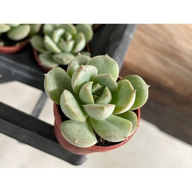 一吋盆 錦牡丹 多肉植物 現貨