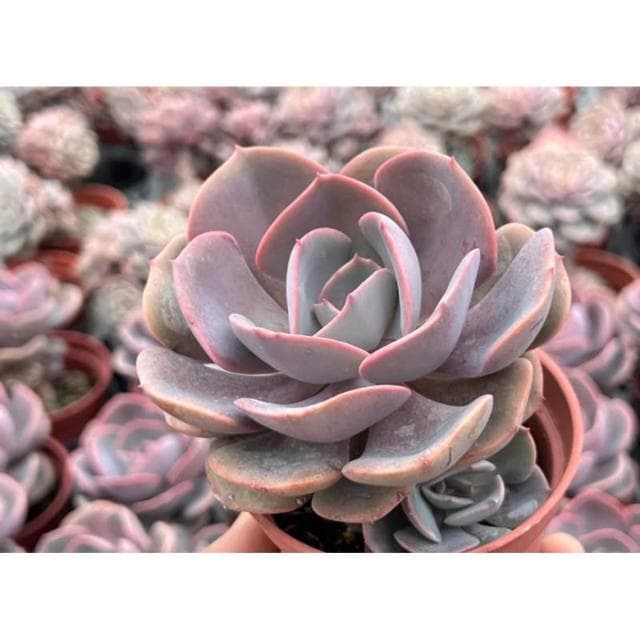 三寸盆 紅塵玫瑰/小老樁 多肉植物 現貨