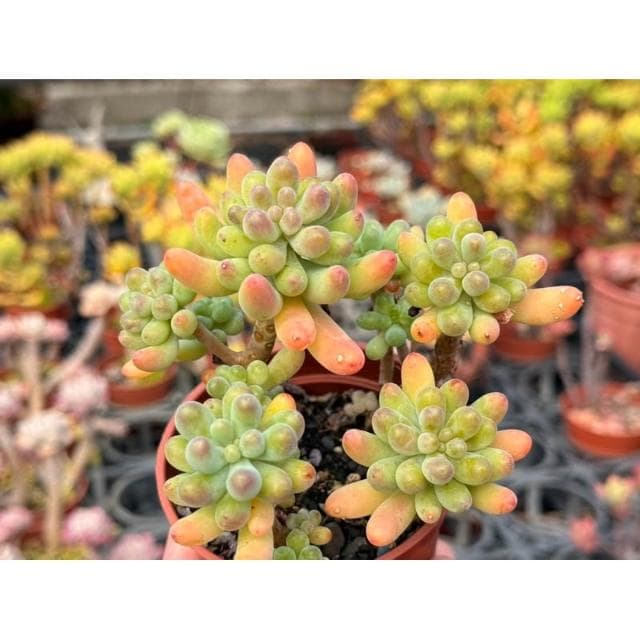 三寸盆 乙女星/小老欉 多肉植物 現貨