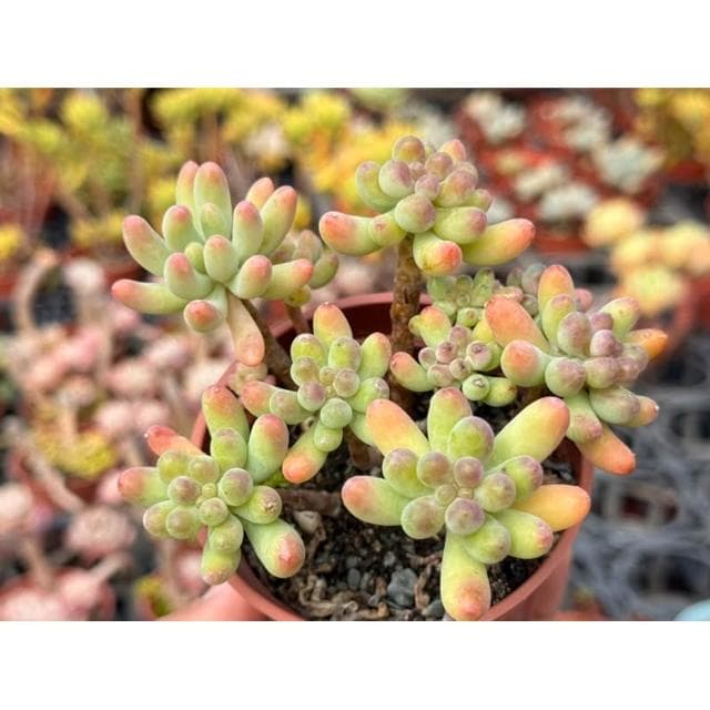 三寸盆 乙女星/小老欉 多肉植物 現貨
