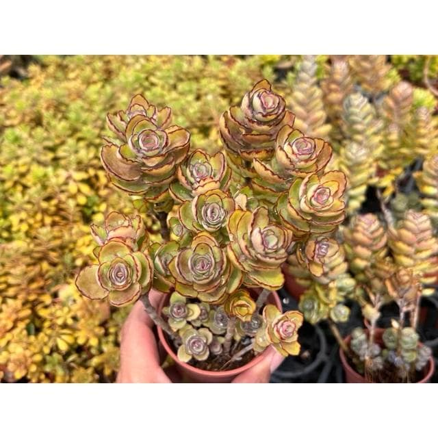 三寸盆 翩蝶之舞 多肉植物 現貨