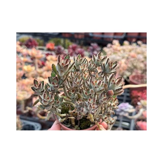 三寸盆 草莓兔🍓 多肉植物 現貨