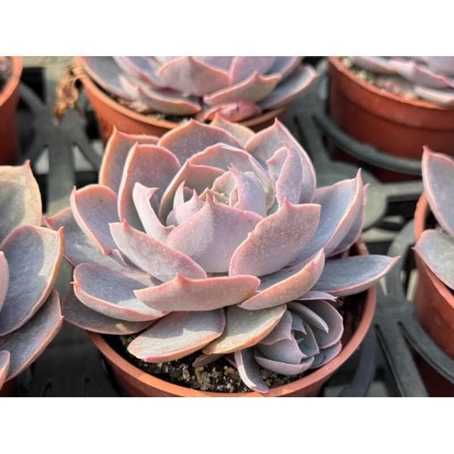 三寸盆  Pinky 多肉植物 現貨