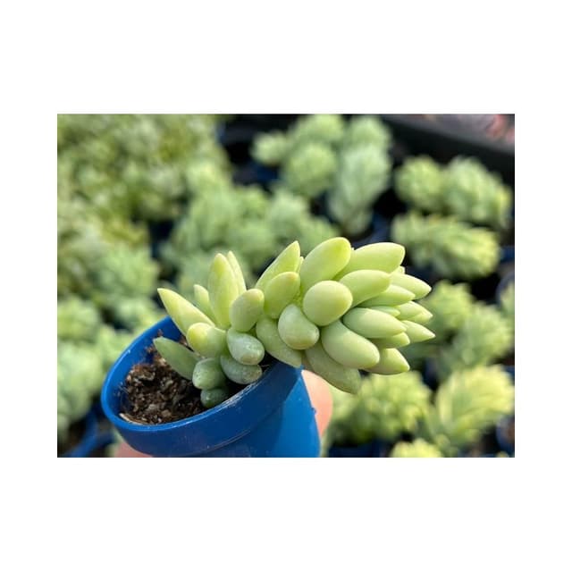 一寸盆 大玉串 多肉植物 現貨