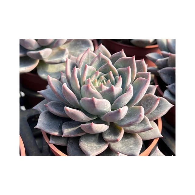 三吋盆 紫羅蘭國王 多肉植物 現貨