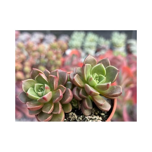 三吋盆 落日玫瑰 多肉植物 現貨