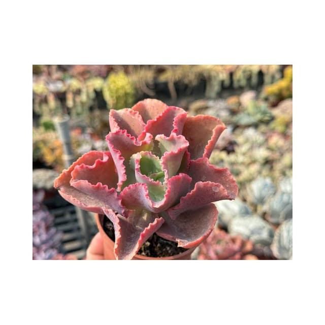 三吋盆 粉紅迪克/捲肉 多肉植物 現貨