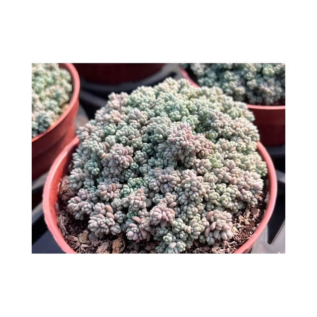 三寸盆 小姬星 多肉植物 現貨