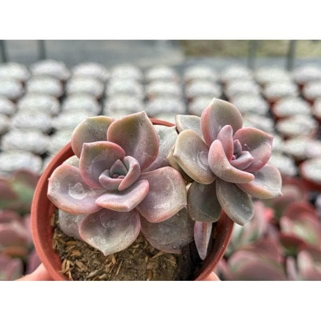 三寸盆 彩虹糖 多肉植物 現貨