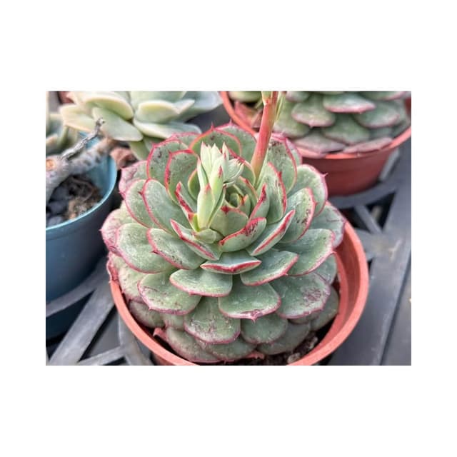 三寸盆 血斑艾莉莎 多肉植物 現貨