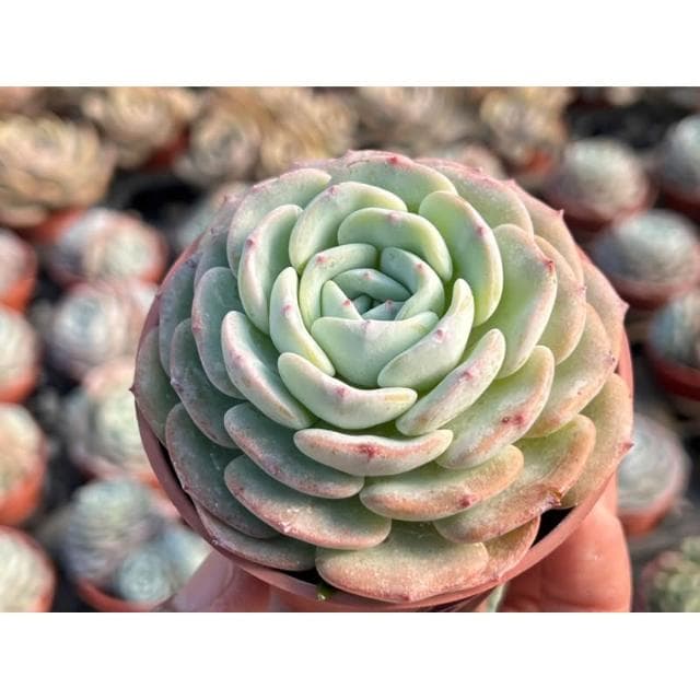 三寸盆 萬寶龍 多肉植物 現貨