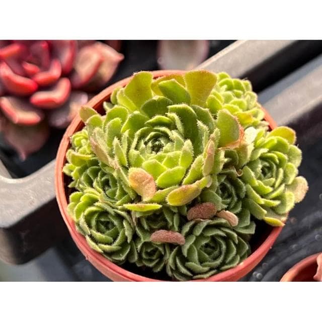 一寸盆 菊瓦蓮 多肉植物 現貨