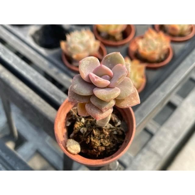 一寸盆 溏心牡丹 多肉植物 現貨