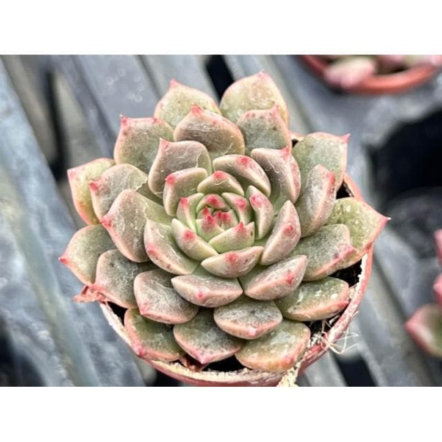 一寸盆 奧利維亞 多肉植物 現貨