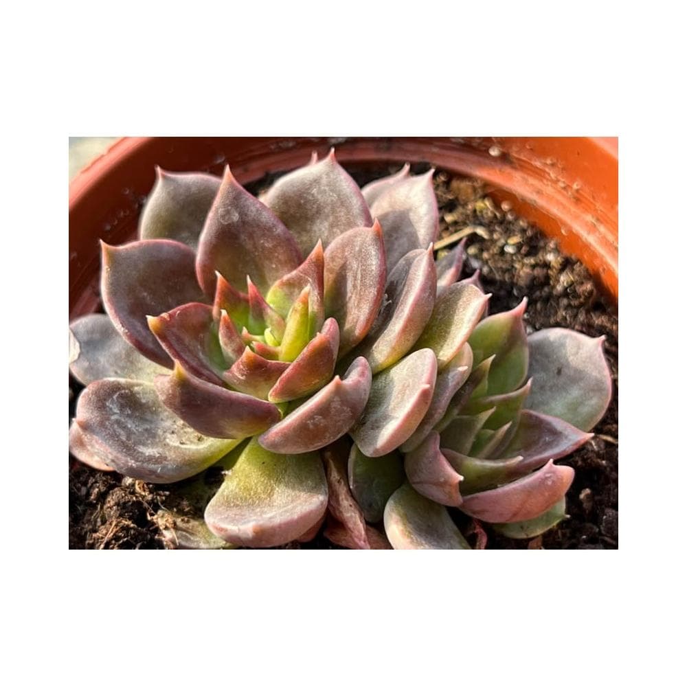 三寸盆 黑王子 多肉植物 現貨