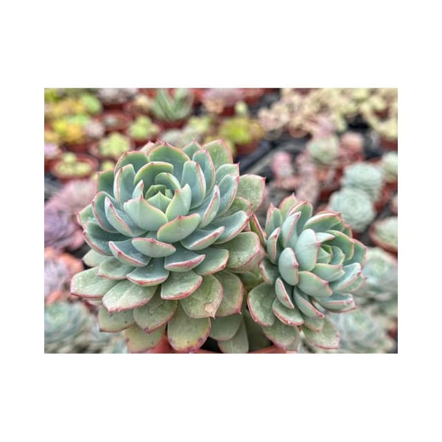 三吋盆 雷神 多肉植物 現貨