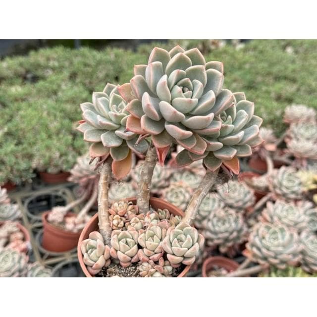 三寸盆 粉紅佳人/高幹老欉 多肉植物 現貨