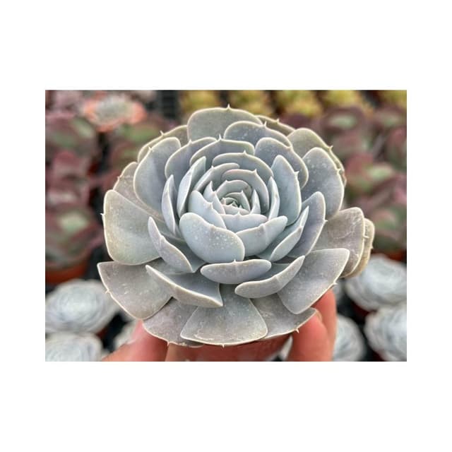 三吋盆 白玫瑰 多肉植物 現貨