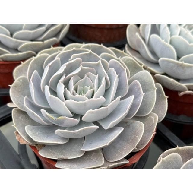 三吋盆 白玫瑰 多肉植物 現貨
