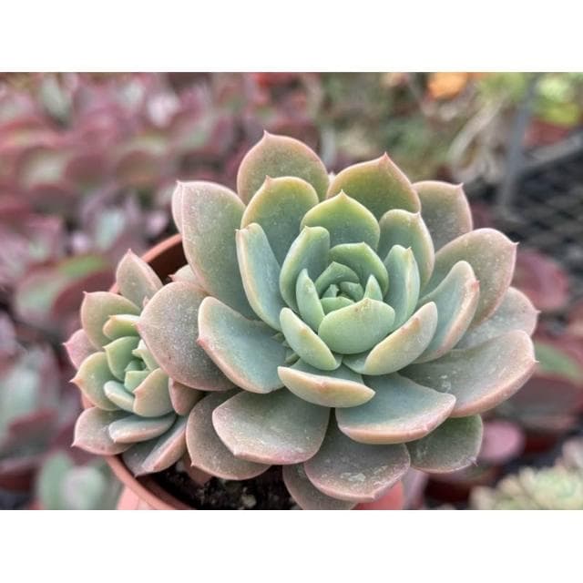 三寸盆 翡翠玉（硬玉交種）多肉植物 現貨