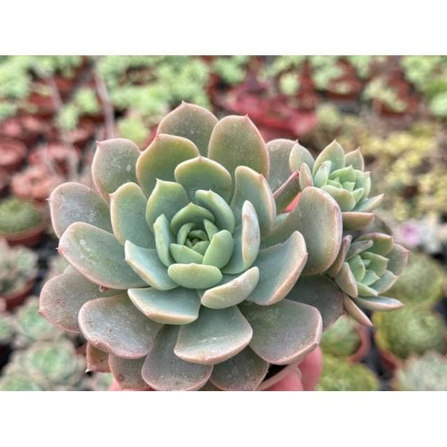 三寸盆 翡翠玉（硬玉交種）多肉植物 現貨