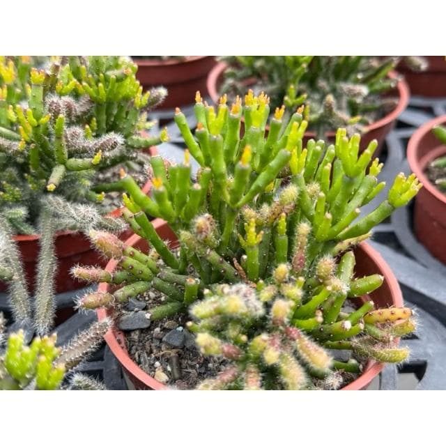 三寸盆 可愛🌼仙女棒 多肉植物 現貨