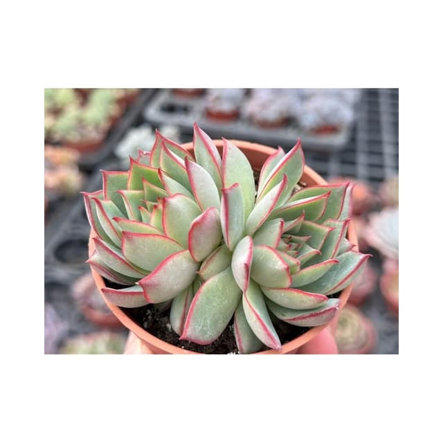 三吋盆 寶蓮燈 多肉植物 現貨