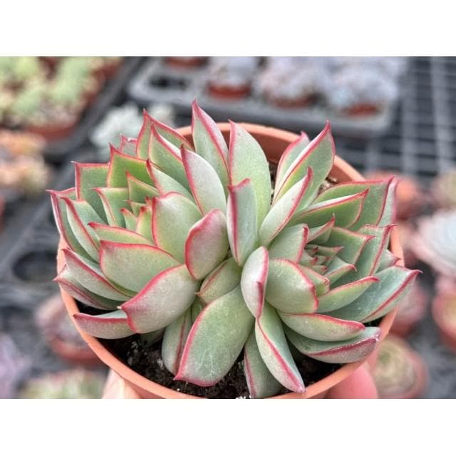 三吋盆 寶蓮燈 多肉植物 現貨