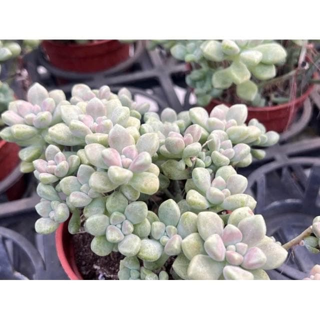 三寸盆 丸葉珍珠姬秋麗 多肉植物 現貨