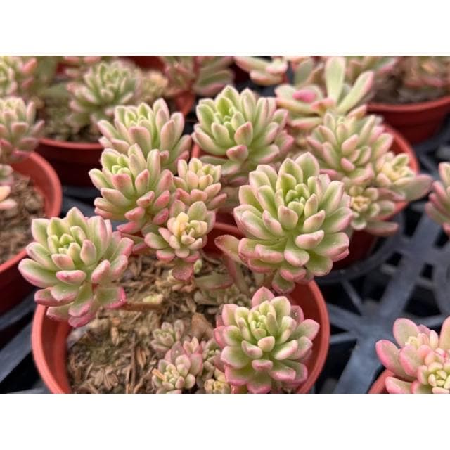 三寸盆 喬伊斯塔洛克錦 多肉植物 現貨