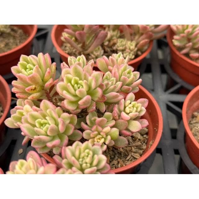 三寸盆 喬伊斯塔洛克錦 多肉植物 現貨